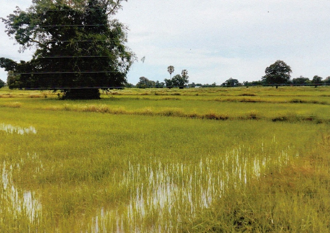 รูปที่ดินว่างเปล่า โคกกลาง ลำปลายมาศ บุรีรัมย์