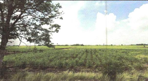 รูปที่ดินว่างเปล่า หนองมะค่าโมง ด่านช้าง สุพรรณบุรี