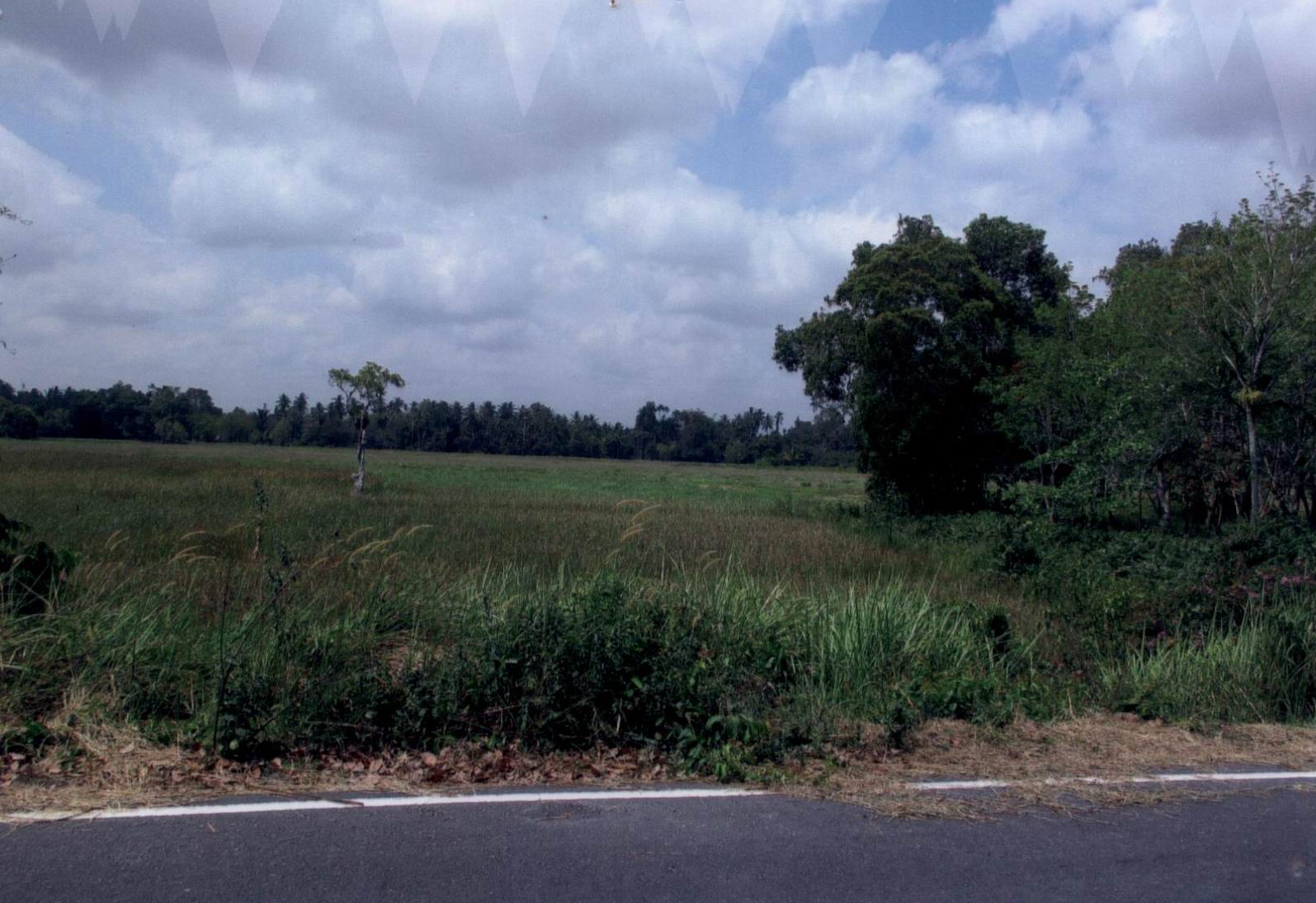รูปที่ดินว่างเปล่า ไพรวัน ตากใบ นราธิวาส