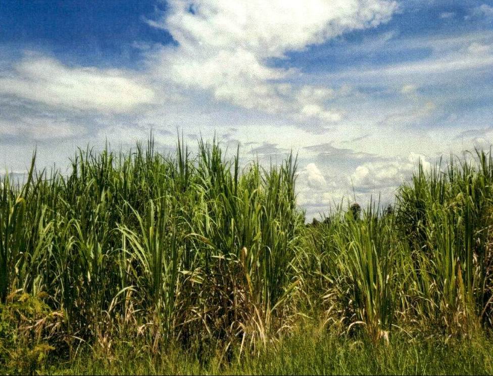 รูปที่ดินว่างเปล่า หนองกระทุ่ม เดิมบางนางบวช สุพรรณบุรี