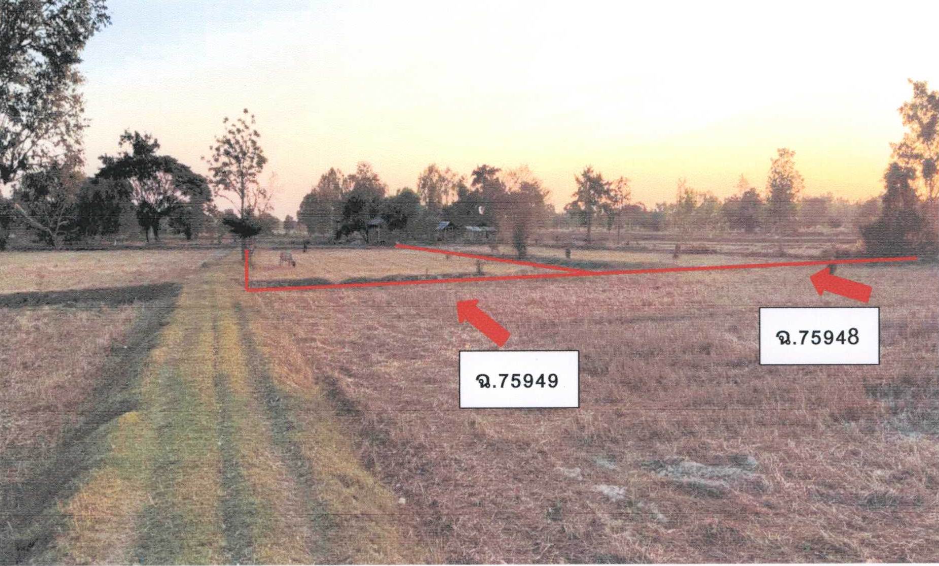 รูปที่ดินว่างเปล่า หนองแก้ว เมืองศรีสะเกษ ศรีสะเกษ
