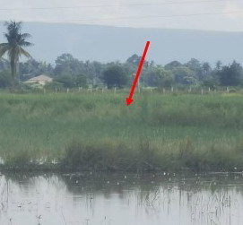 รูปที่ดินว่างเปล่า วัดพริก เมืองพิษณุโลก พิษณุโลก