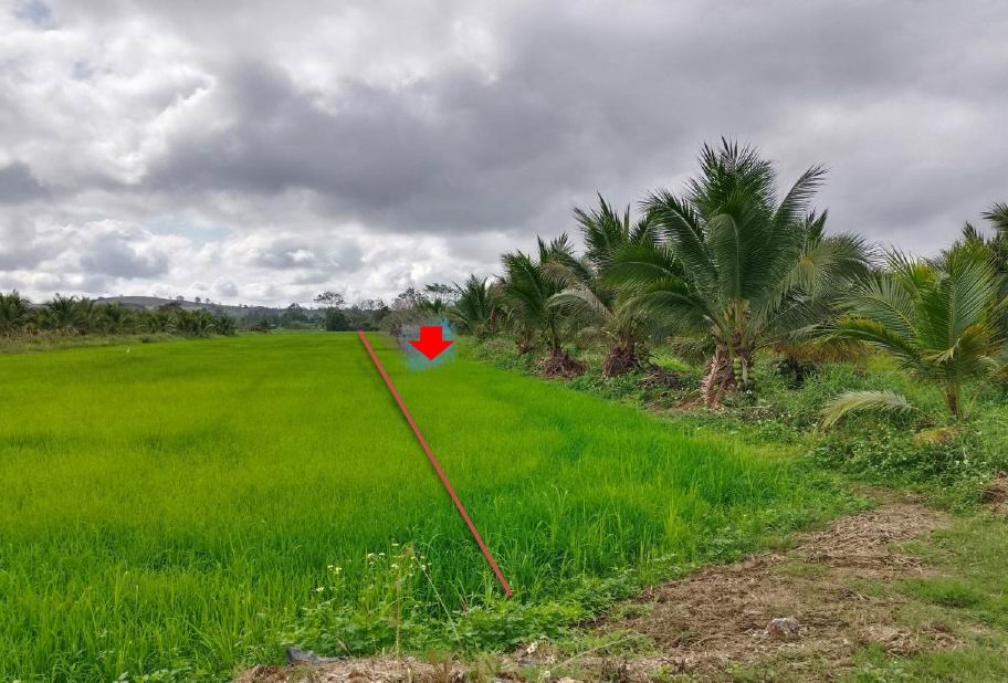 รูปที่ดินว่างเปล่า ป่าสัก เชียงแสน เชียงราย