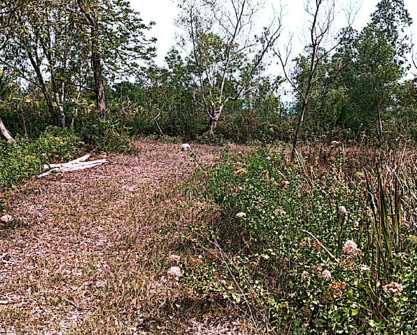 รูปที่ดินว่างเปล่า เขาน้อย ภูเวียง ขอนแก่น