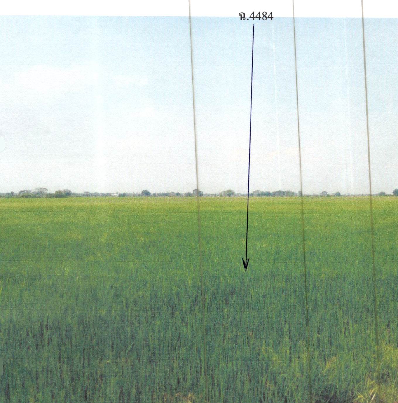 รูปที่ดินว่างเปล่า บางปลาม้า บางปลาม้า สุพรรณบุรี
