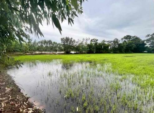 รูปที่ดินว่างเปล่า เกษตรวิสัย เกษตรวิสัย ร้อยเอ็ด