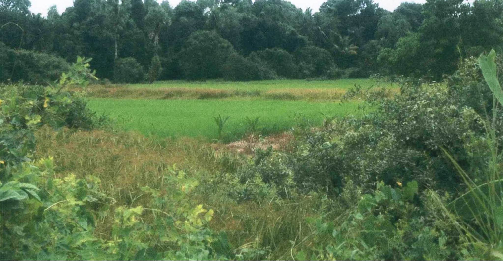 รูปที่ดินว่างเปล่า ลุโบะยิไร มายอ ปัตตานี