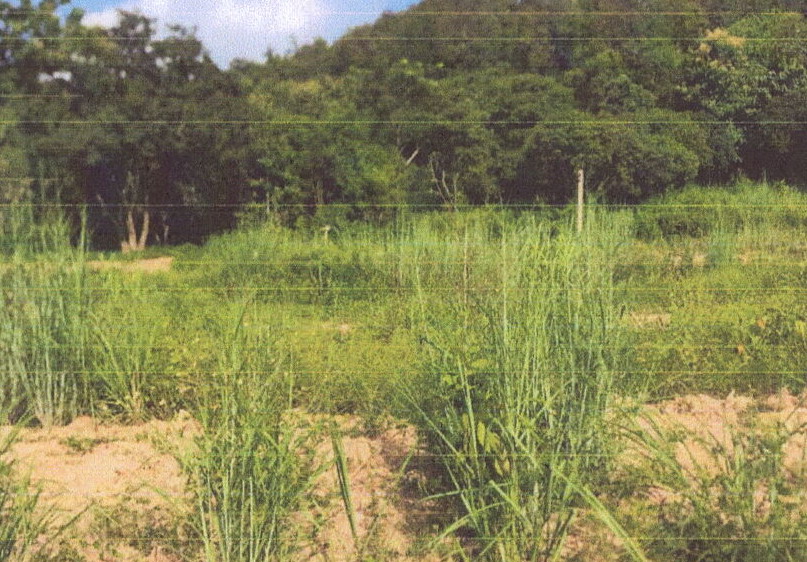 รูปที่ดินว่างเปล่า ดอยลาน เมืองเชียงราย เชียงราย