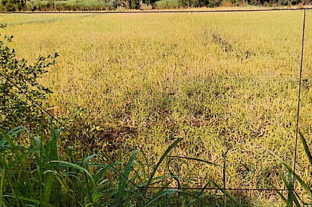 รูปที่ดินว่างเปล่า เชียงสือ โพนนาแก้ว สกลนคร
