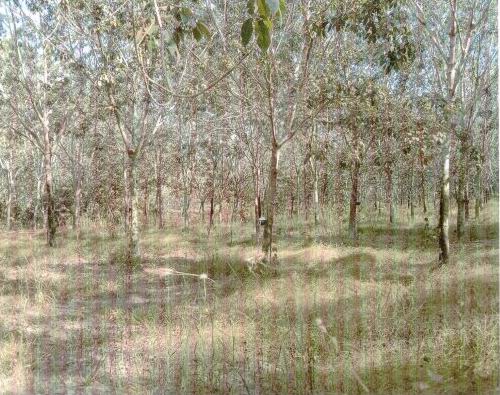 รูปที่ดินว่างเปล่า หนองแวง บ้านแพง นครพนม