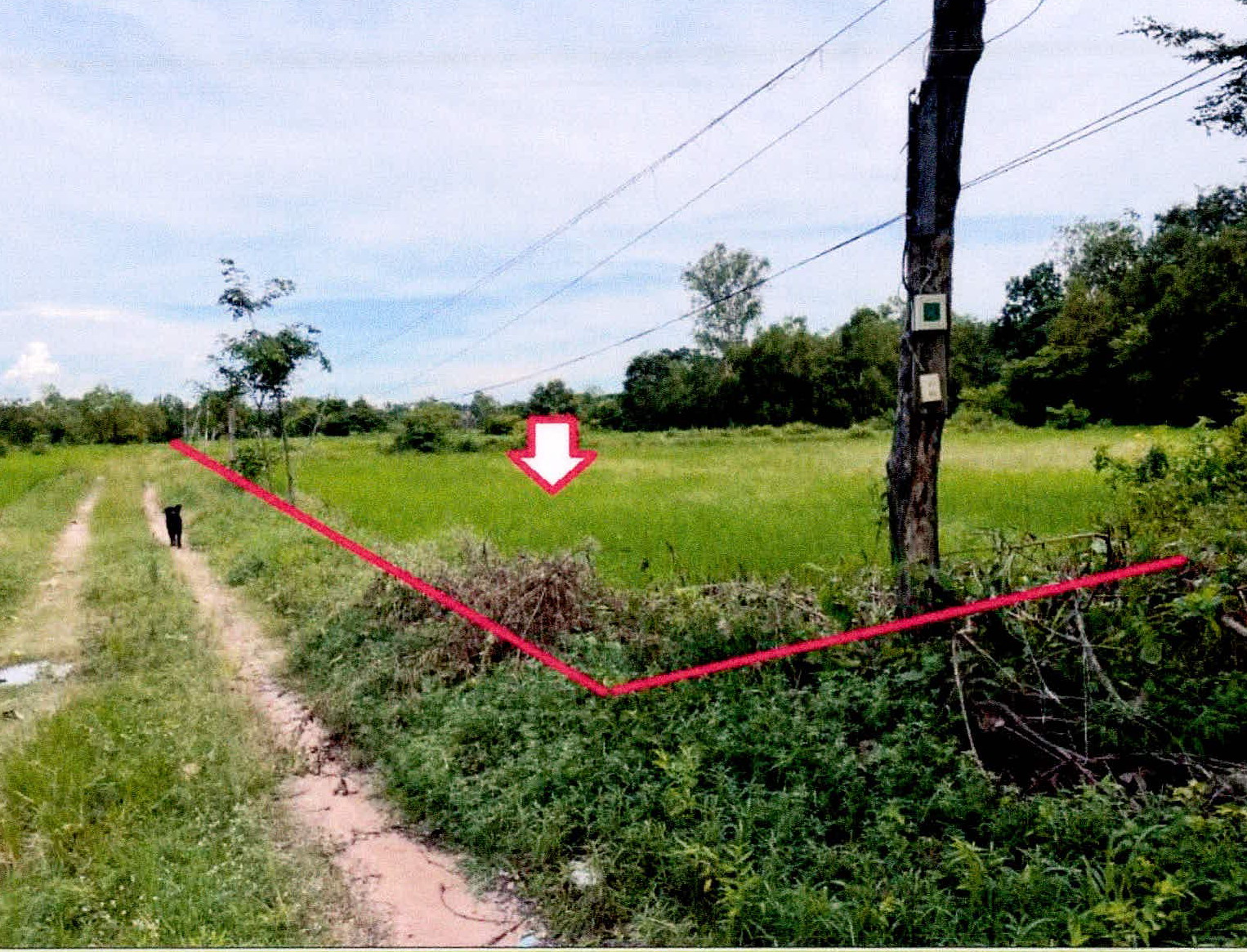 รูปที่ดินว่างเปล่า หนองแก้ว เมืองศรีสะเกษ ศรีสะเกษ