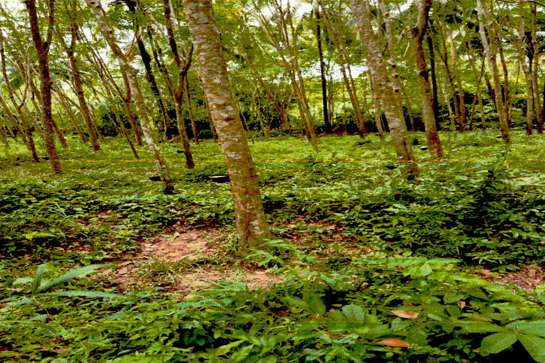 รูปที่ดินว่างเปล่า คลองมานิง เมืองปัตตานี ปัตตานี