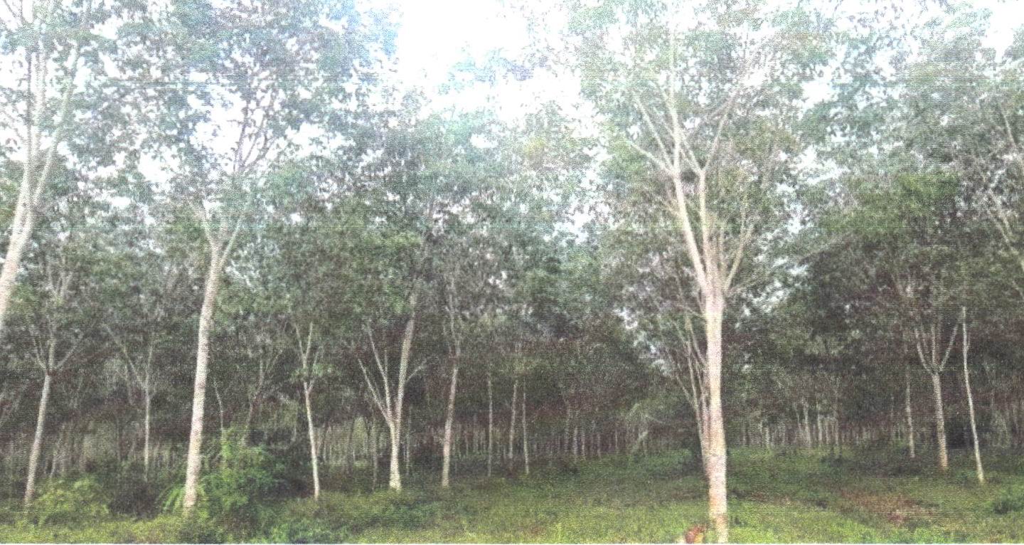 รูปที่ดินว่างเปล่า จะแหน สะบ้าย้อย สงขลา
