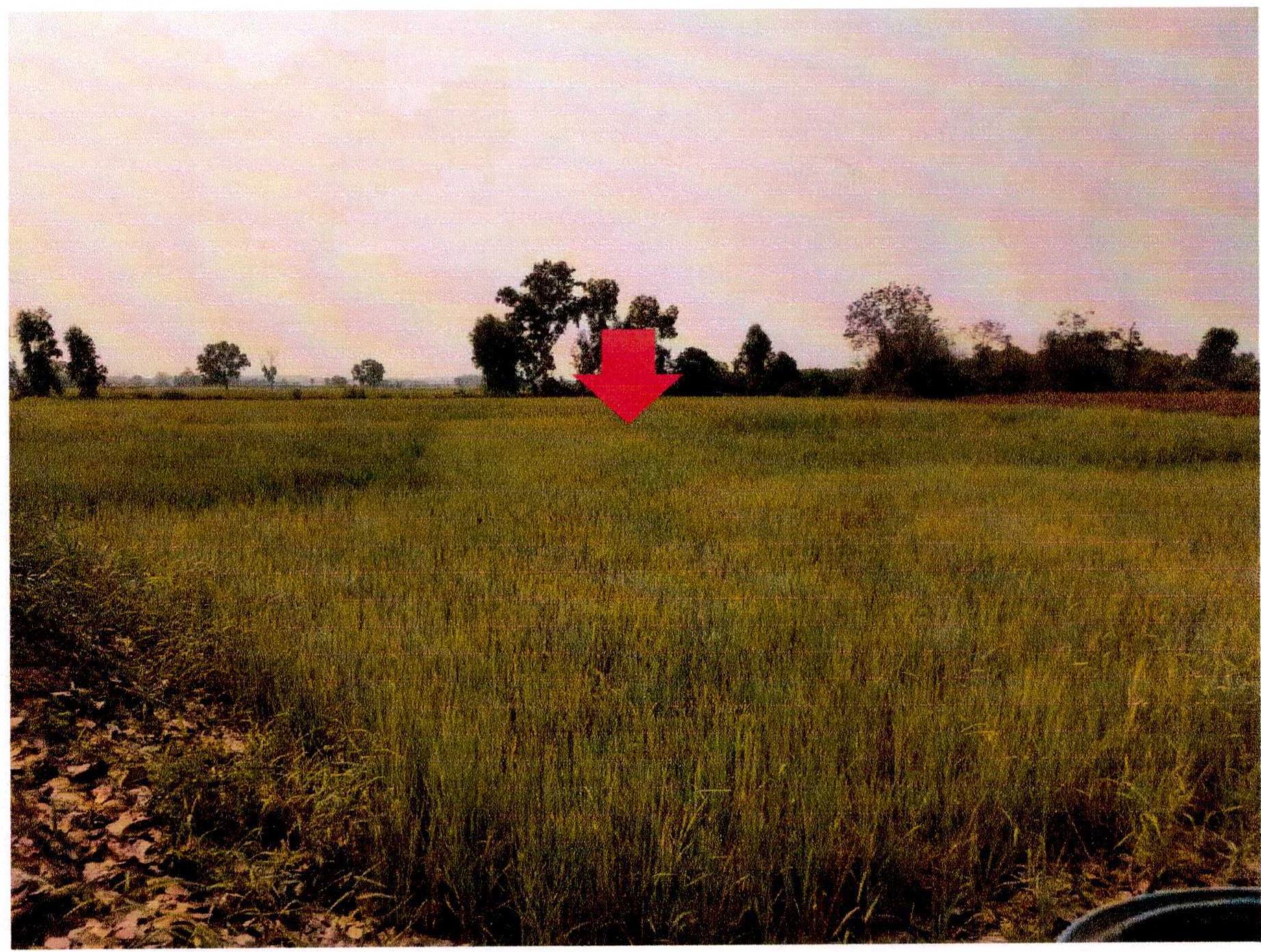 รูปที่ดินว่างเปล่า หนองปลาปาก ศรีเชียงใหม่ หนองคาย