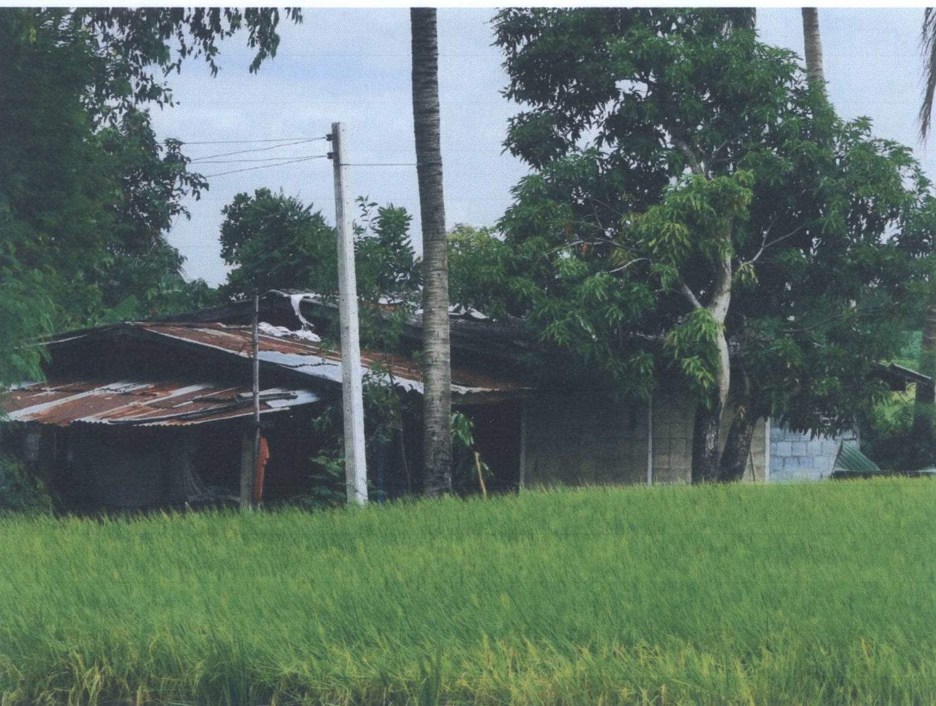 รูปที่ดินพร้อมสิ่งปลูกสร้าง ยางนอน เดิมบางนางบวช สุพรรณบุรี