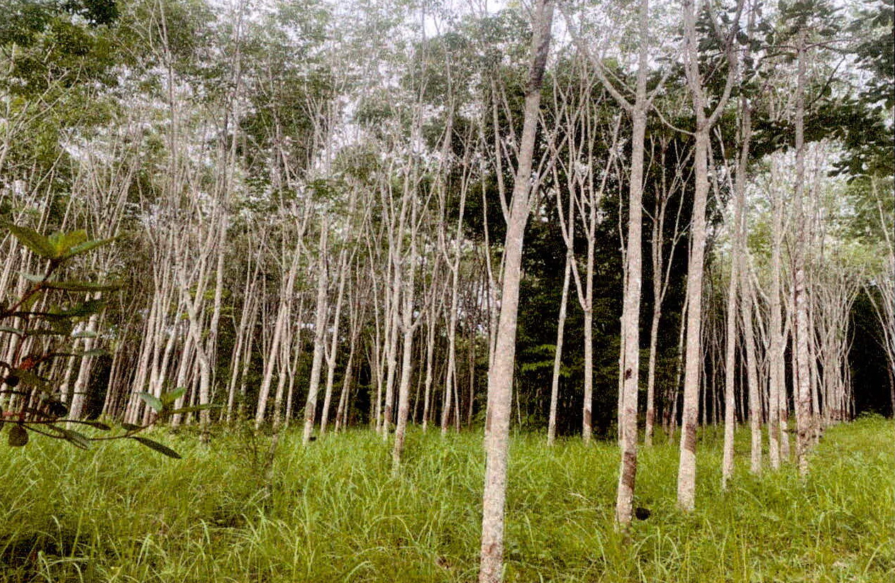 รูปที่ดินว่างเปล่า เขาคราม เมืองกระบี่ กระบี่
