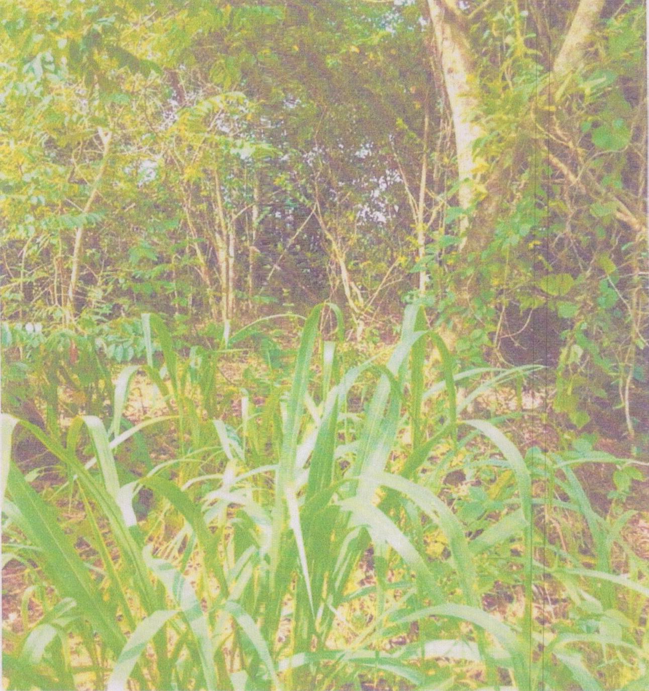 รูปที่ดินว่างเปล่า กำแพงเพชร รัตภูมิ สงขลา