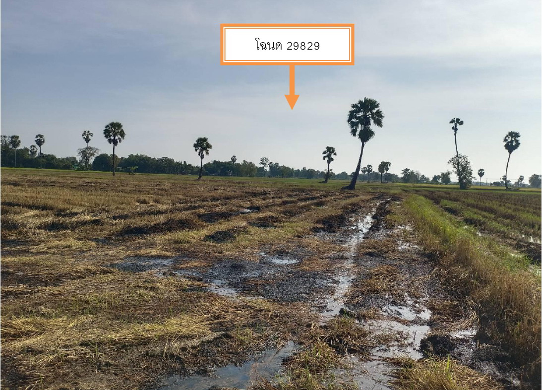 รูปที่ดินว่างเปล่า กกแรต กงไกรลาศ สุโขทัย