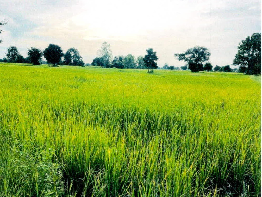 รูปที่ดินว่างเปล่า กำแพง อุทุมพรพิสัย ศรีสะเกษ