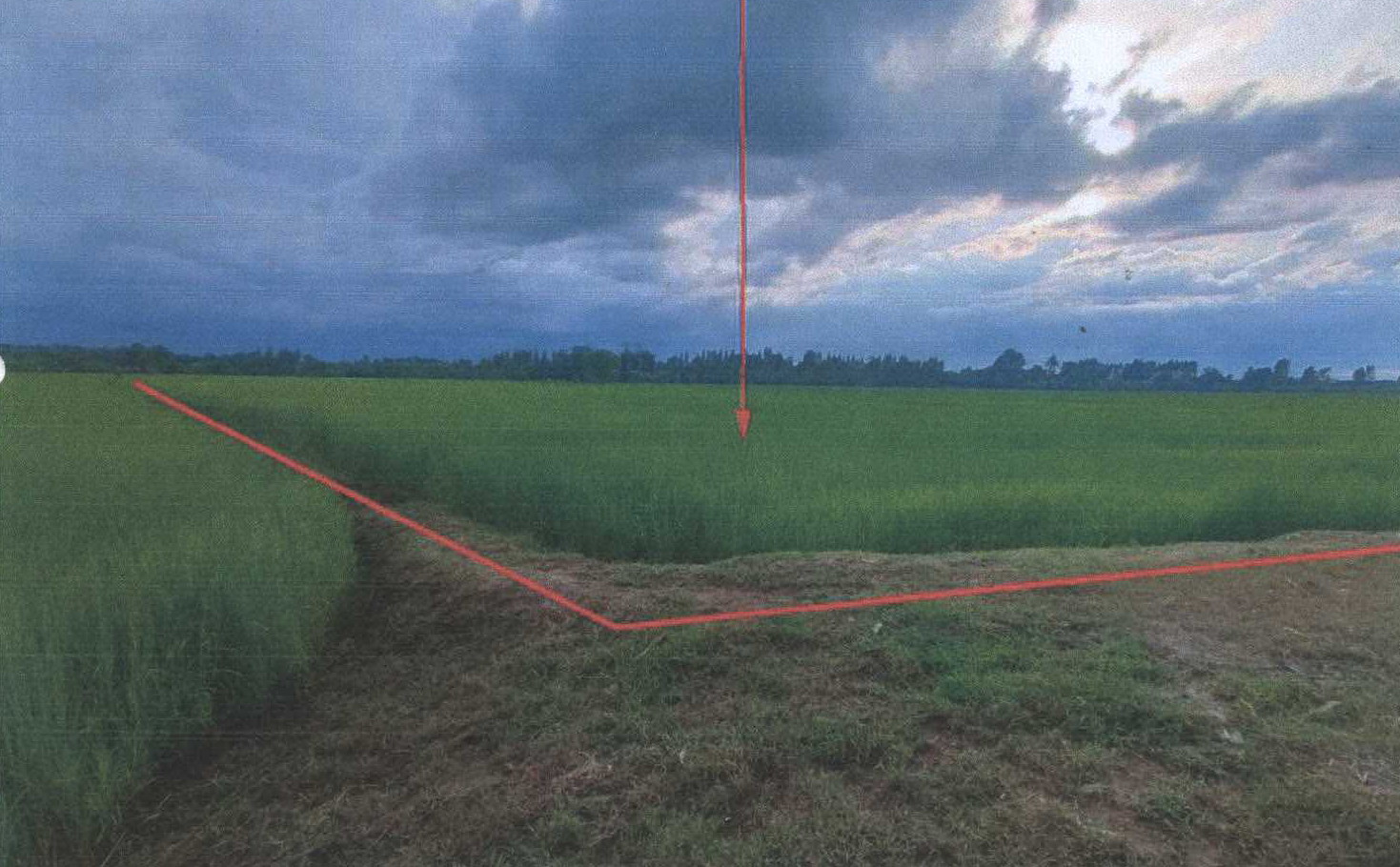 รูปที่ดินว่างเปล่า ท่าเยี่ยม โชคชัย นครราชสีมา